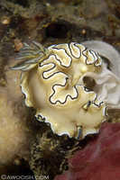 Glossodoris atromarginata - egg laying