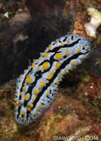 Phyllidia coelestis 1