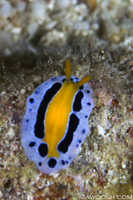 Unidentified Nudibranch