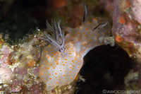 Halgerda stricklandii