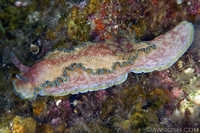 Glossodoris Cincta