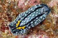 Unidentified Nudibranch