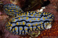 Phyllidia coelestis 2