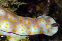 Chromodoris Annulata Nudibranch