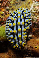 Phyllidia varicosa Nudibranch