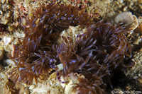 Pair of Blue Dragon Nudibranchs - Pteraeolidia ianthina