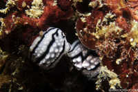 Mating Pair of Phyllida Nudibranchs