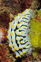 Phyllidia Varicosa Nudibranch