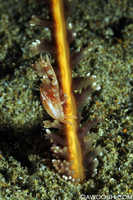 Whatzit Crab on Sea Pen