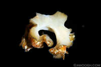 Swimming Flatworm