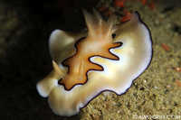 Chromodoris Kunei Nudibranch