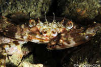 Whatzit Crab