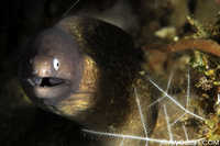 Moray Eel