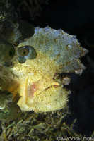 Leaf Scorpionfish