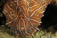 Ambon Psychedelic Frogfish