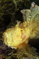 Leaf Scorpionfish 2