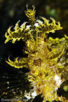 Leafy Rhinopias