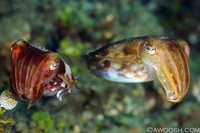 Pair of Cuttlefish