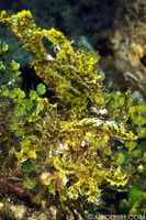 Leafy Rhinopias 2