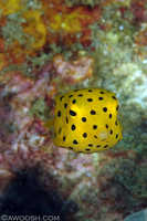 Juvenile Yellow Spotted Boxfish