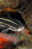 Catfish