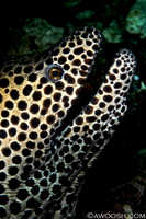 Chain Moray Eel