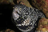 Snowflake Moray Eel