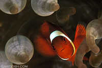 Spinecheek Anemonefish (Male)