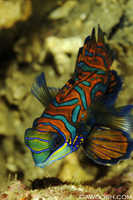 Mandarinfish