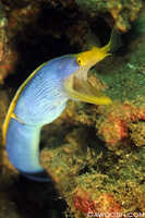 Blue Ribbon Eel 2