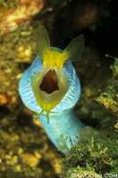 Blue Ribbon Eel
