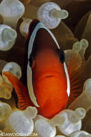 Clark's Anemonefish