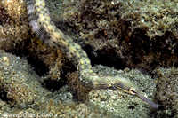Pipefish