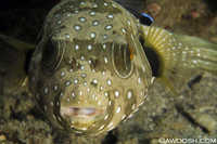 Whatzit Puffer