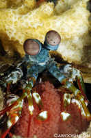 Peacock Mantis Shrimp with Egggs
