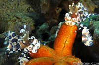 Harlequin Shrimp on Sea Star