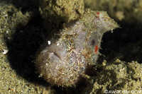 Frogfish