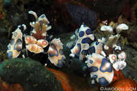 Harlequin Shrimp