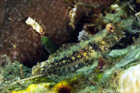 Moyer's Dragonet