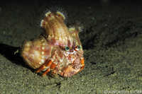 Decorator Crab