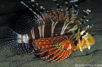 Lionfish at Night
