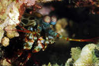 Peacock Mantis Shrimp