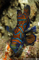 Mandarin Fish