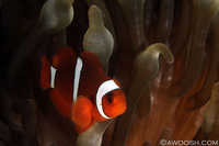 Juvenile Spinecheek Anemonefish