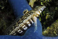 Whatzit Fish on Blue Sea Star