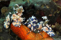 Harlequin Shrimp Feeding on Sea Star