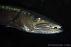 Bigass Barracuda