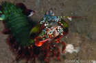Peacock Mantis Shrimp