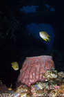 Barrel Sponge on the Liberty Wreck