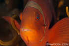 Spinecheek Anenomefish (female)